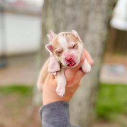 Magnolia - Merle female Pomsky puppy in Cleveland, Ohio from Lake Point Pomskies