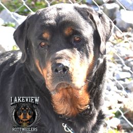 Katie - Rottweiler