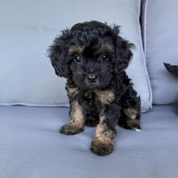 Girl 3 - Black and tan female Cavapoo puppy in Mount Pleasant, Texas from Reyna Cavapoos