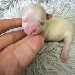 Caleb - White Male - White male Chihuahua puppy in Laurel, Mississippi from Home of Tiny Chihuahuas