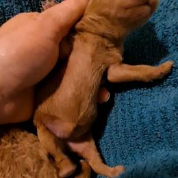 Roishin Girl Pup 3 - Red  female Poodle puppy in Greenville, Texas from RhineStone Poodles