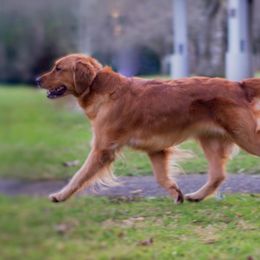 Golden Retrievers from Swiftly Golden Kennels