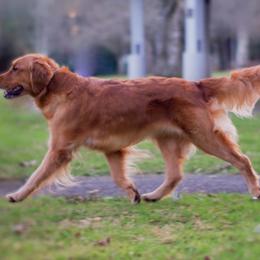 Golden Retrievers from Swiftly Golden Kennels