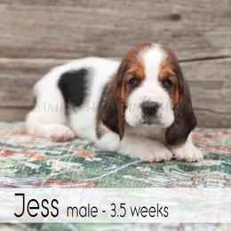 Jess - Black white and brown male Basset Hound puppy in Jefferson City, Missouri from Triple Hill Farm