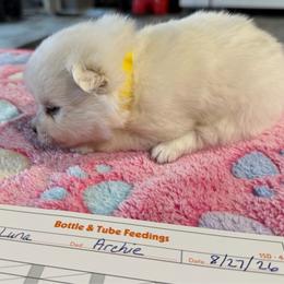 Girl 1 - White female American Eskimo Dog puppy in Brookfield, Missouri from Mauzey Eskies