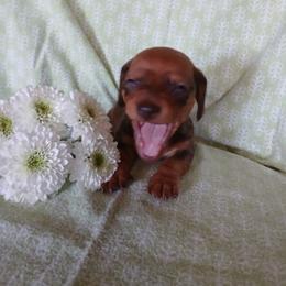 Dachshund Puppies from Dachshund Darlins
