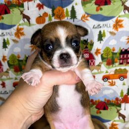 Lady bell - Chocolate brindled fawn female Chihuahua puppy in Sherwood, Arkansas from Bartelt Breeders