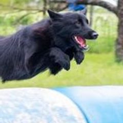 Belgian Sheepdogs from Lycaon Belgian Groenendaels