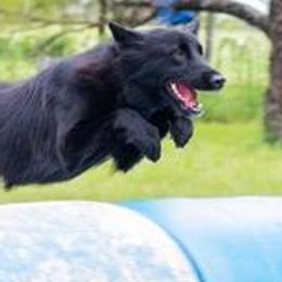 Belgian Sheepdogs from Lycaon Belgian Groenendaels