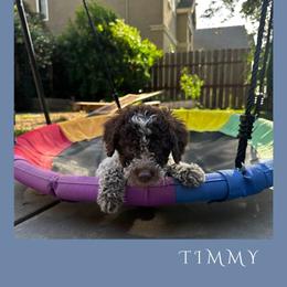 Boy 1 - Brown roan male Lagotto Romagnolo puppy in Salida, California from Harper's Lagotti