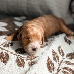 Purple collar girl - Apricot female Goldendoodle puppy in Spokane, Washington from Dream Doodles in Spokane WA