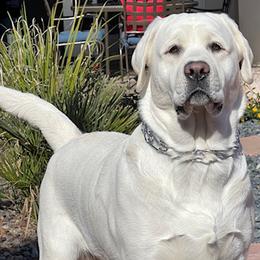 Labrador Retrievers from Kylie's White Labradors of Scottsdale