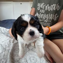 White - Tri-color female Cavalier King Charles Spaniel puppy in Mount Dora, Florida from Carroll’s Cavaliers