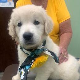 Rebel - Light golden male Golden Retriever puppy in Palatka, Florida from Mother of Pearl English Creams