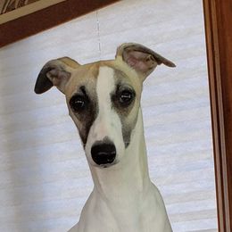 Diva - Whippet