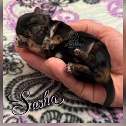 Sasha - Black and tan female Shih Tzu puppy in Yelm, Washington from Lala's All Star Shih Tzu