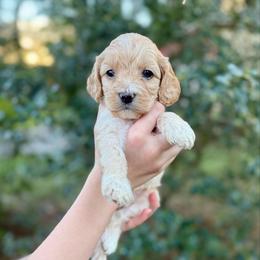 Shelby - Golden female Cockapoo puppy in Tallahassee, Florida from Panhandle Pups