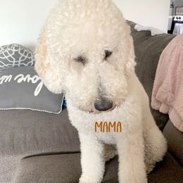 Nelly - Goldendoodle