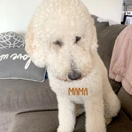 Nelly - Goldendoodle