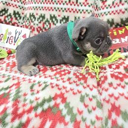 Male 1 - Blue male French Bulldog puppy in Homestead, Florida from BackyardfinestBullys