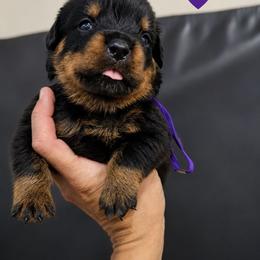 Purple girl - Black and mahogany female Rottweiler puppy in Lake City, Florida from Haus Der Wut Kennels