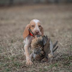 Bracco Italiano, German Shorthaired Pointer, and Vizsla Puppies from Nosam Kennels- Vizslas, German Shorthairs & Braccos- Kentucky