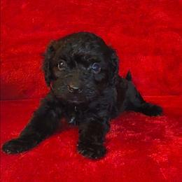 HARPER - Black male Maltipoo puppy in Palmdale, California from J Designer Puppies