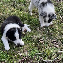 Border Collie Puppies from Roaring River Border Collies
