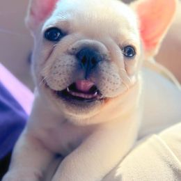 French Bulldogs from FurLove Frenchies