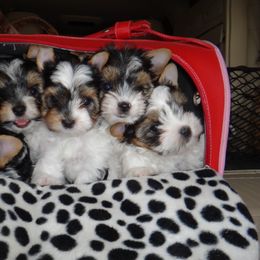Biewer Terrier Puppies from Butterfly Biewers