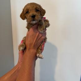 Rolliepollie (Rollie) - Cream female Goldendoodle puppy in Payson, Utah from Country Sky Doodles