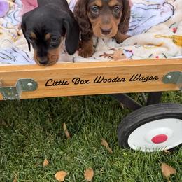 Female Longhair - Chocolate and tan female Dachshund puppy in Manteca, California from Sweet and Low Dachshunds