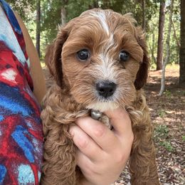 Basil - Red male Cavapoo puppy in Hawthorne, Florida from Loblolly Ranch