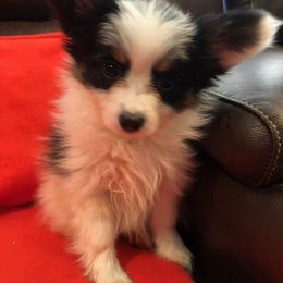 Papillon Puppies from A Breed Apart Papillons