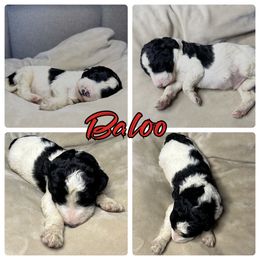 Goldendoodle and Poodle Puppies from Wonderland Kennel