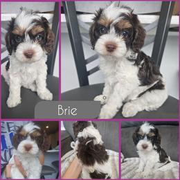 Brie - Brown and white female Cockapoo puppy in Zanesville, Ohio from Southtown Doodles LLC