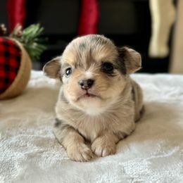 Chihuahua Puppies from Sunset Eves Chihuahuas