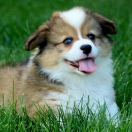 Toby - Red male Pembroke Welsh Corgi puppy in St. Charles, Iowa from Kim Boyle's Pembroke Welsh Corgis