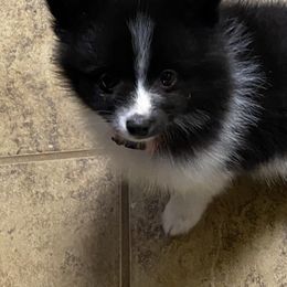 Pomsky Puppies from Perfect Pomskies