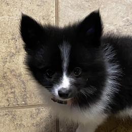 Pomsky Puppies from Perfect Pomskies