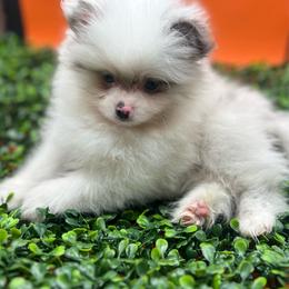 Gizmo - Blue merle male Pomeranian puppy in Brentwood, California from Royalpawpoms