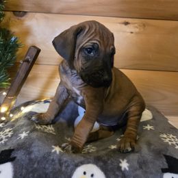 Destiny - Wheaten blk nose female Rhodesian Ridgeback puppy in Gaffney, South Carolina from Circle D Farms