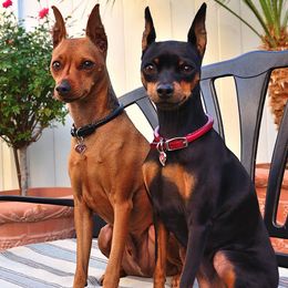 "We live in Las Vegas" Miniature Pinscher Puppies from Nizhoni Miniature Pinschers of AZ
