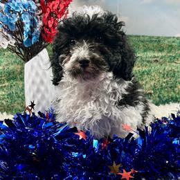 Miles - Parti male Poodle puppy in Lancaster, Missouri from Cavapoo Acres