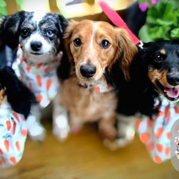 Dachshunds from LC's Doxie Central