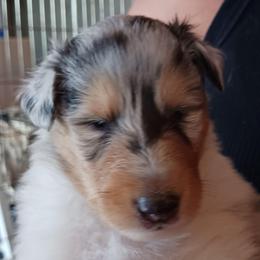 Keiko (Blue Girl 5) - Blue merle white and tan female Collie puppy in Nunn, Colorado from Kingsgift Collies
