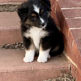 Zach - Black tri male Toy Australian Shepherd puppy in Wichita Falls, Texas from Shooting Stars Ranch Toy and Mini Aussies