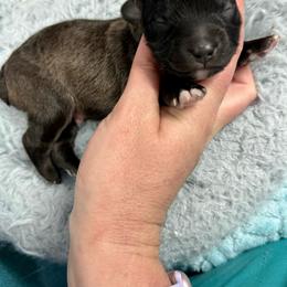Walker - Blue tri male Toy Australian Shepherd puppy in Science Hill, Kentucky from Southern Paws Kennels