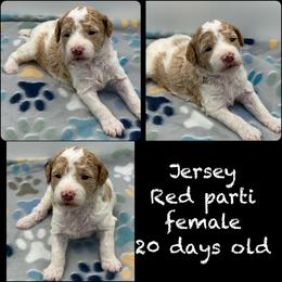 Jersey - Parti female Poodle puppy in Wheatland, California from Sapphire Ridge Poodles