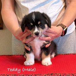 Teddy - Pembroke Welsh Corgi puppy from Eilatan Corgis
